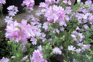 Malva 'Moschata'