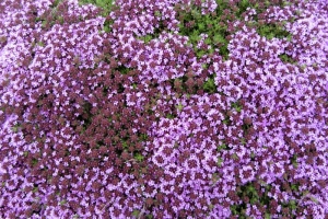 Thymus 'Serphyllum'