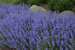 Nepata 'Purrsian Blue' 