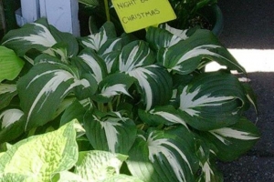 Night Before Christmas, Hosta