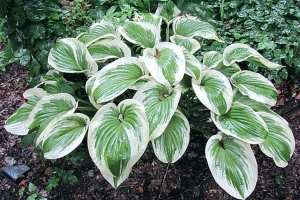 Oh Cindy, Hosta