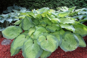 Old Glory, Hosta