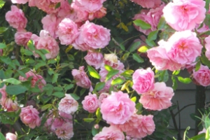 Rosa (Climbing) 'John Davis' 