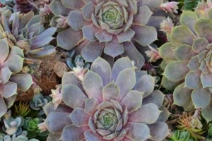 Hens and Chicks 'Pacific Blue Ice' 