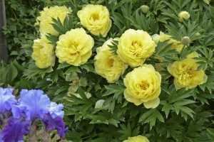 Peony 'Bartzella' 