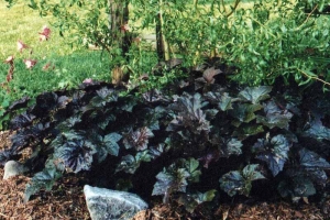 Heuchera 'Palace Purple'