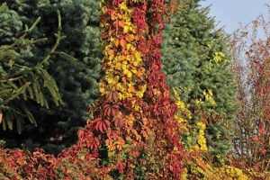 Parthenocissus 'Quinquefolia Veitchii'