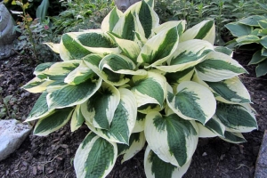 Patriot, Hosta