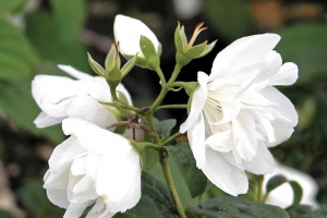 Philadelphus 'Snowbelle' 