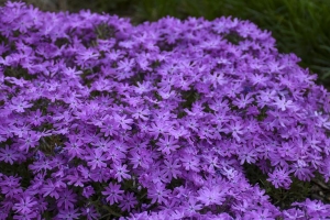 Phlox subulata 'Bedazzled Pink'