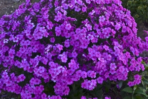 Phlox paniculata 'Cloudburst' 