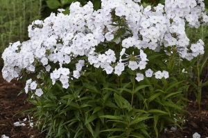 Phlox paniculata 'Fashionably Early Crystal' 