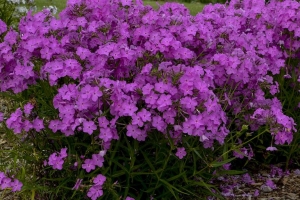 Phlox paniculata 'Opening Act Ultrapink' 