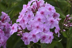 Phlox paniculata 'Uptown Girl' 