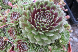 Hens and Chicks 'Piloseum' 