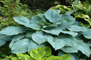 Powder Blue, Hosta