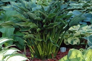 Praying Hands, Hosta