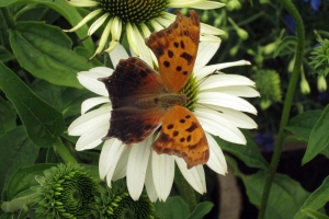 Echinacea 'Primadonna White'