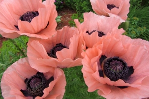 Poppy 'Princess Victoria Louise' 