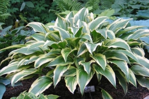 Proud Sentry, Hosta 