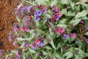 Pulmonaria 'High Contrast' 