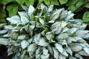 Pulmonaria 'Moonshine'