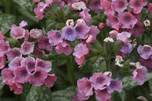 Pulmonaria 'Pretty in Pink' 