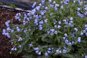 Pulmonaria 'Twinkle Toes' 