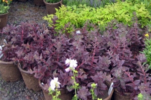 Sedum 'Purple Emperor'