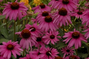 Echinacea 'Purple Emperor' 