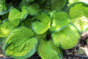 Rainforest Sunrise, Hosta