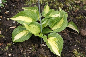 Raspberry Sundae, Hosta