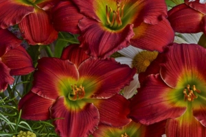 Hemerocallis 'Red Hot Returns' 