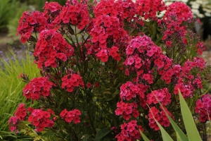 Phlox paniculata 'Red Riding Hood' 