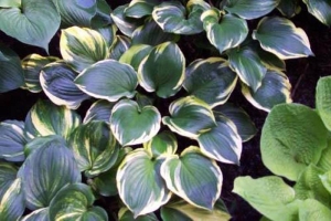 Reflections, Hosta