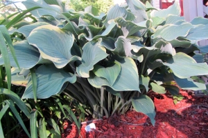 Regal Splendor, Hosta