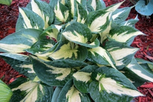 Revolution, Hosta