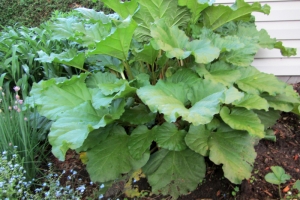 Rhubarb 'Victoria' 