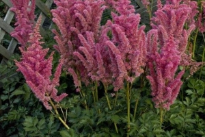 Astilbe 'Rise And Shine' 
