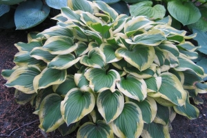 Riviera Sunset, Hosta 