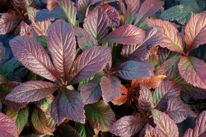 Rodgersia 'Bronze Peacock' 