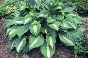 Rootin Tootin, Hosta