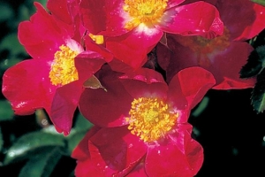 Rosa (Climbing) 'William Booth' 