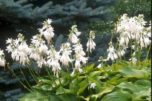 Royal Standard, Hosta