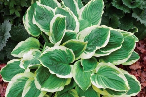 Royal Wedding, Hosta