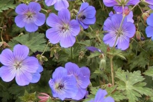 Geranium 'Rozanne' 