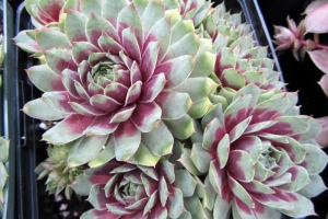 Sempervivum 'Ruby Heart'