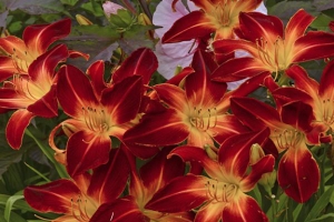 Hemerocallis 'Ruby Spider' 