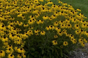 Rudbeckia 'American Gold Rush' 