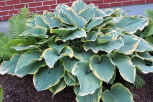 Sagae, Hosta